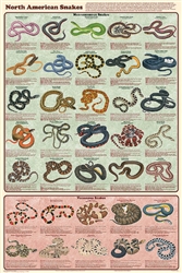 North American Snakes - Laminated