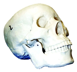 Life-Size Human Skull Model