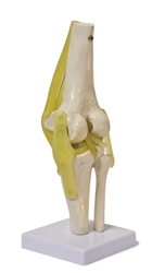 Knee Joint Model