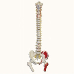 Life-Size Flexible Spinal Column Model