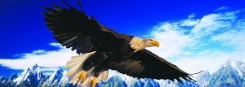 3D Lenticular Flying Bald Eagle Bookmark/Ruler