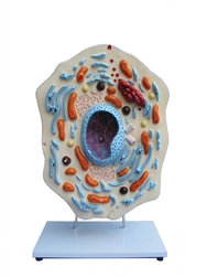 Animal Cell Model