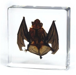 Bat Specimen in Lucite 3"