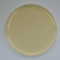 Sabouraud Dextrose Agar Prepared Plate  - Set of 10 plates