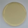 Standard Methods Agar Prepared Plate - Set of 10 plates