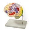 4 Part Color Coded Life-Size Human Brain Model