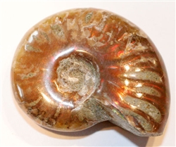 Polished Ammonite Fossil In Box