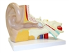 Ear Model