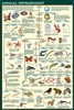 Animal Development Poster -Laminated