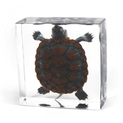 Tortoise Specimen in Lucite