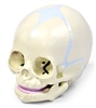 Human Fetal Skull Model (30th week of pregnancy)