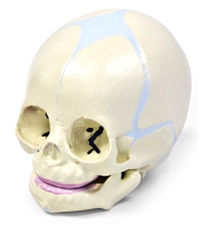 Human Fetal Skull Model (30th week of pregnancy)