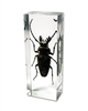 Trictenotomid Beetle Paperweight