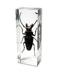 Trictenotomid Beetle Paperweight