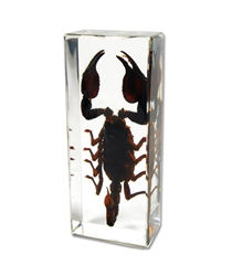 Black Scorpion Paperweight