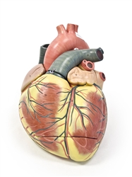 Jumbo Heart Model - 3 Parts