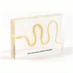 Snake Skeleton (non-venomous) Paperweight