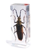 Long Horned Beetle Paperweight