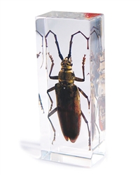 Long Horned Beetle Paperweight