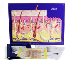 Skin Model Activity Set