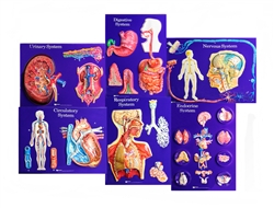 Human Body System Master Set of 6 Models