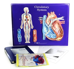 Circulatory System Model Activity Set