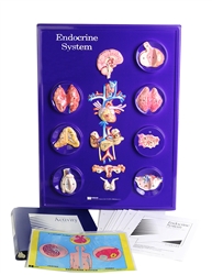 Endocrine System Model Activity Set