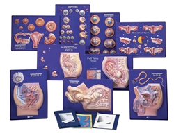 Master Set of Human Reproduction set of 9 models