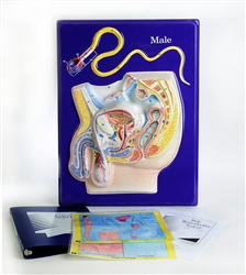 Male Reproductive Model Activity Set