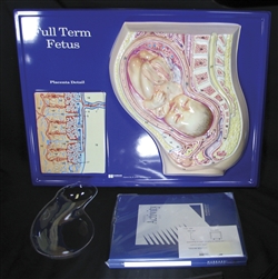 Full Term Fetus Model Activity Set