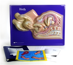 Birth Model Activity Set