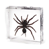 Small Tarantula Paperweight