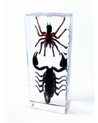 Black Scorpion and Tarantula Block Paperweight