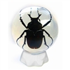 Antler Horned Beetle in Sphere