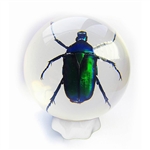 Green Rose Chafer Beetle in Sphere