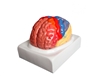 Regional Brain Model