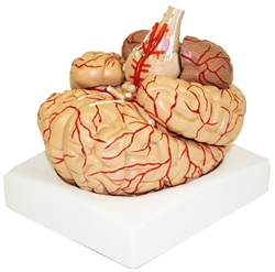 Deluxe Brain Model with Arteries