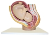 Pregnancy Pelvis Model