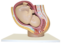 Pregnancy Pelvis Model