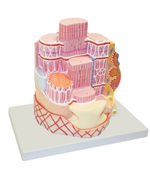 Skeletal Muscle Fiber Model