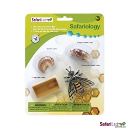 Safari Life Cycle of the Honey Bee