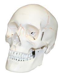 Life Size Human Skull Model with Blood Vessels