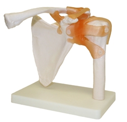 Shoulder Joint Model