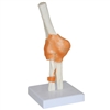 Elbow Joint Model