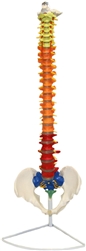 Flexible Spinal Column with Color Coded Regions