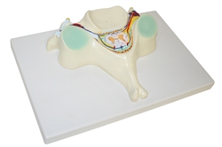 5th Cervical Vertebrae Model