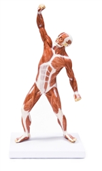 Muscular Figure 50cm