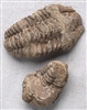 Trilobite Fossil