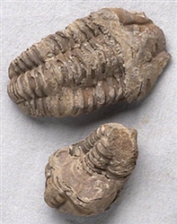 Trilobite Fossil