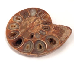 Split Polished Ammonite Fossil